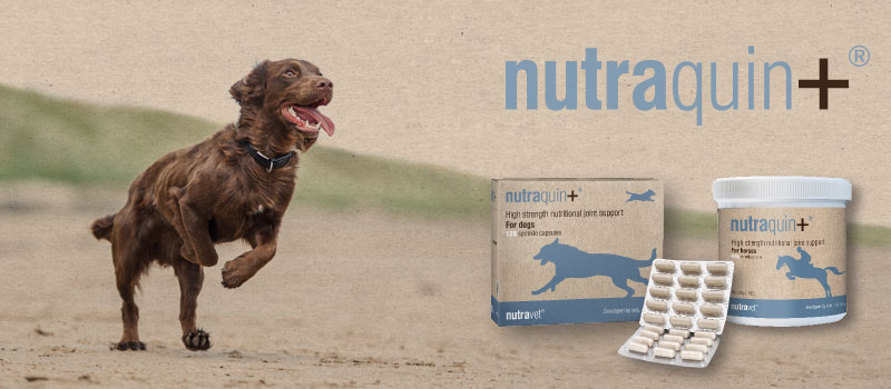 Best Joint Supplement for dogs image